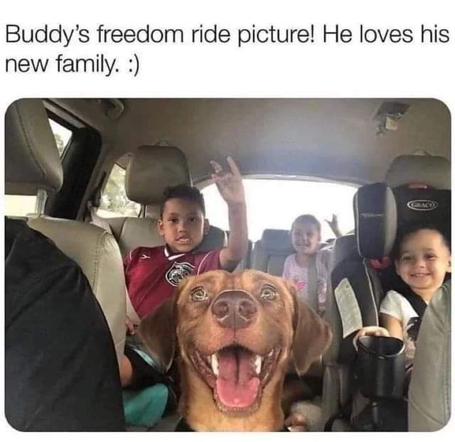 buddy dog adopted.jpg