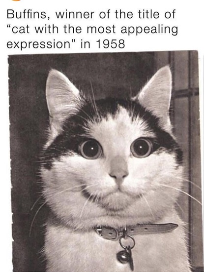 buffins cat.jpg