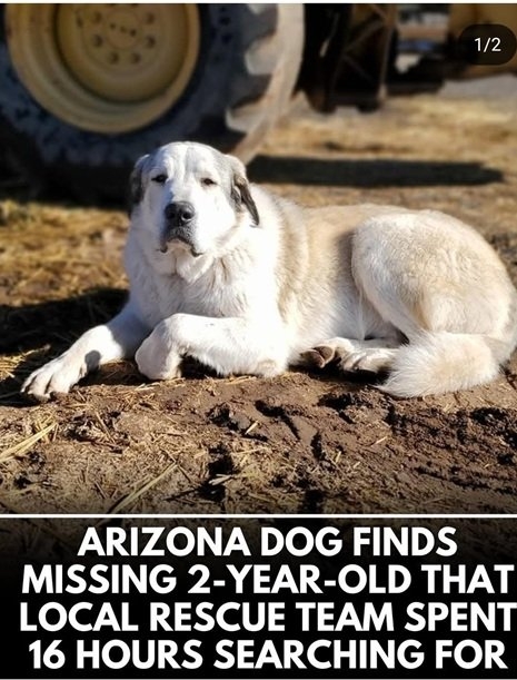 buford dog 1.jpg