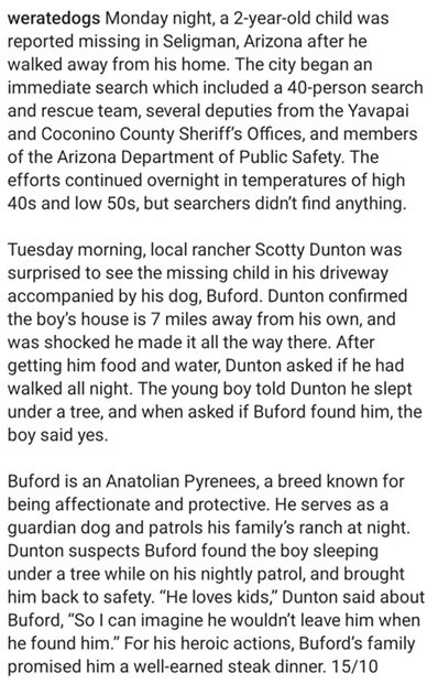 buford dog 2.jpg
