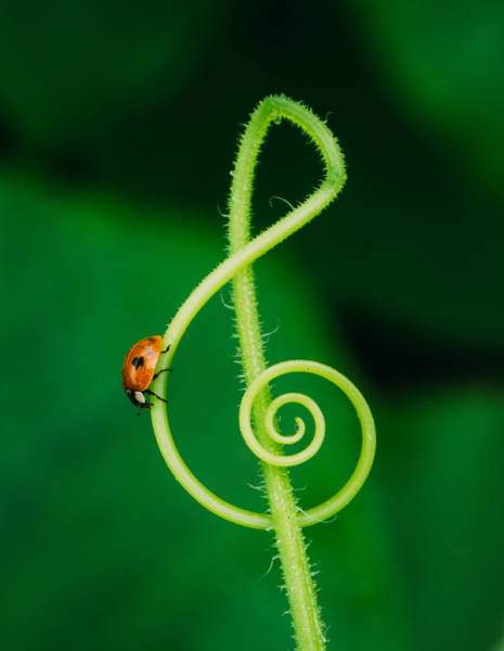 Bug and clef.jpg
