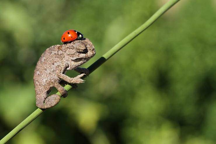 bug and lizard.jpg