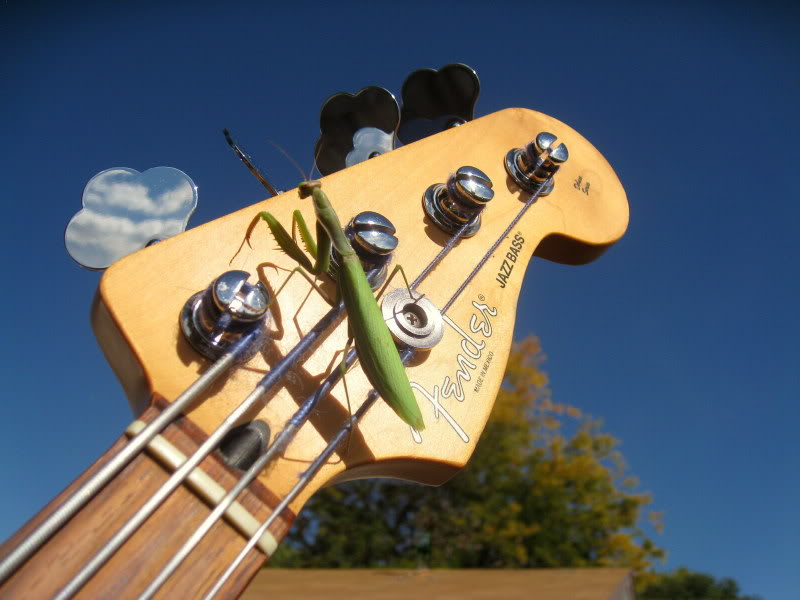 bug028a.jpg