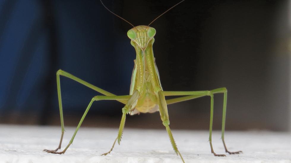 BUGS11.jpg