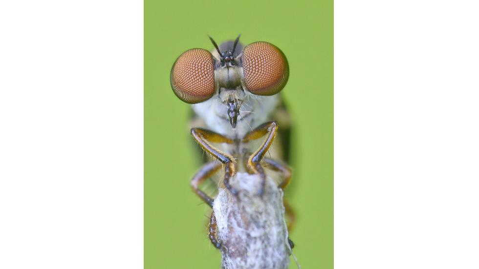 BUGS2.jpg