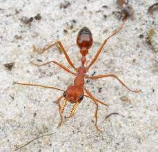 bull ant.jpg