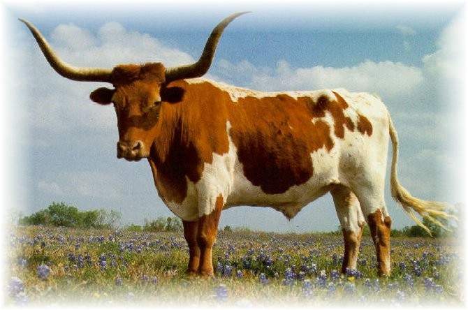 Bull.jpg