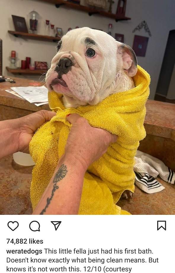 bulldog bath.jpg
