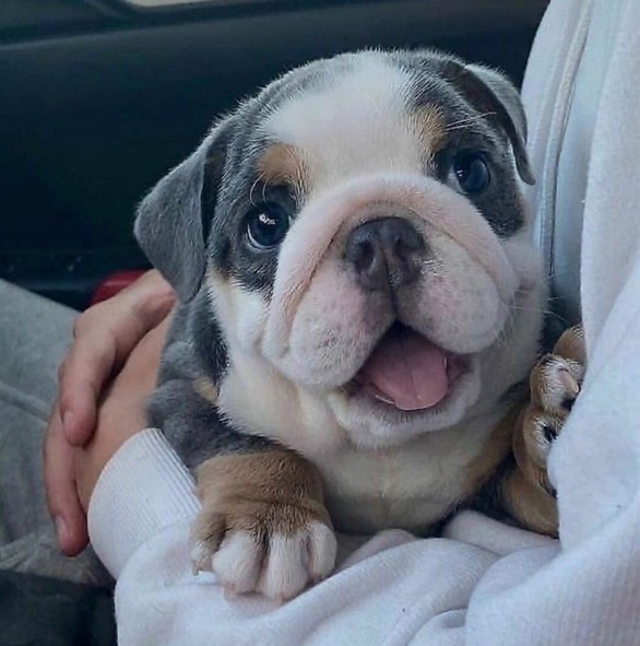 bulldog.jpg