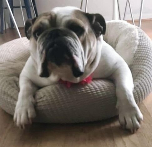 bulldog.jpg