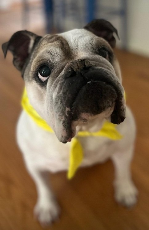 bulldog.jpg