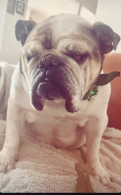 bulldog.jpg