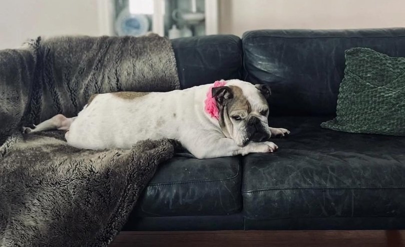 bulldog.jpg
