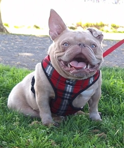 bulldog.jpg