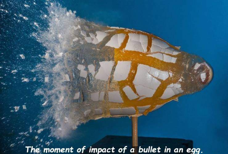 bullet and egg.jpg