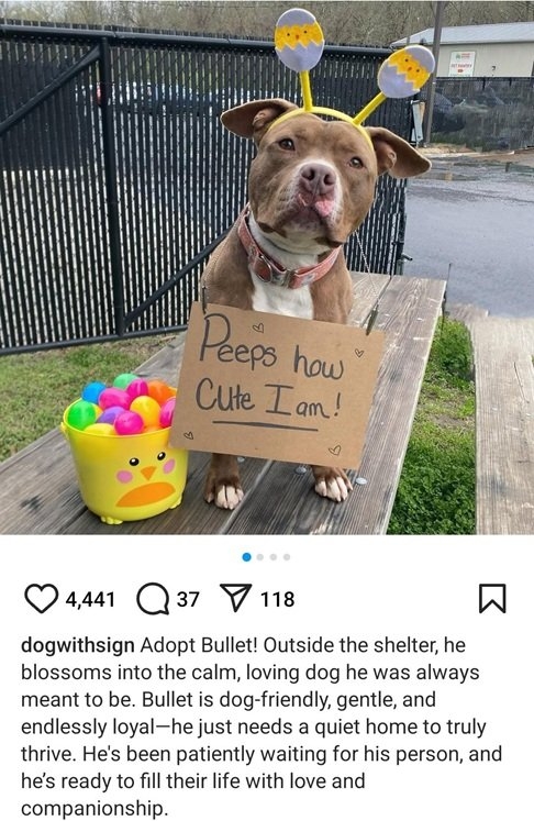 Bullet dog.jpg
