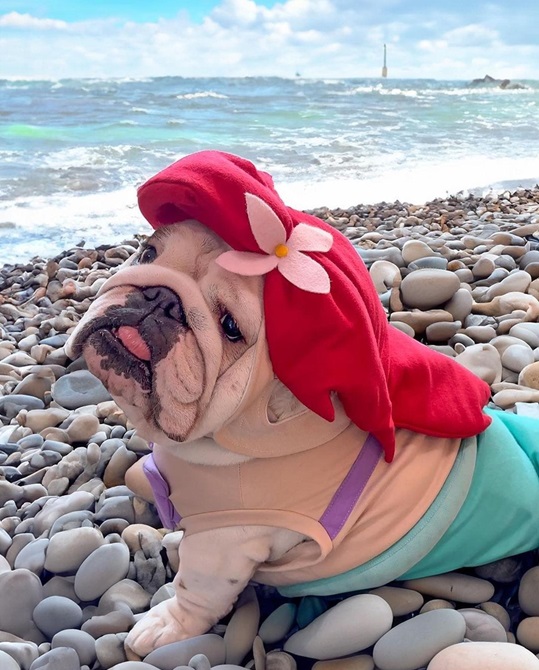 bullmaid.jpg