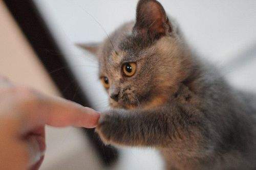 bump kitty.jpg