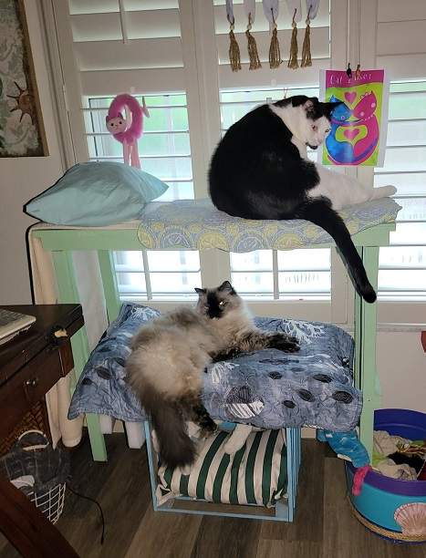 bunk bed cats.jpg
