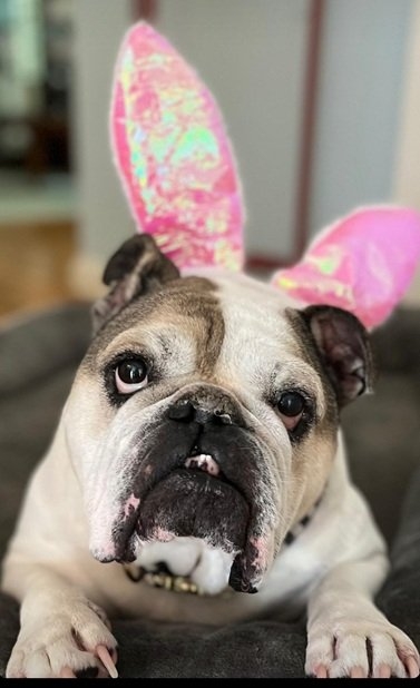 bunny dog.jpg
