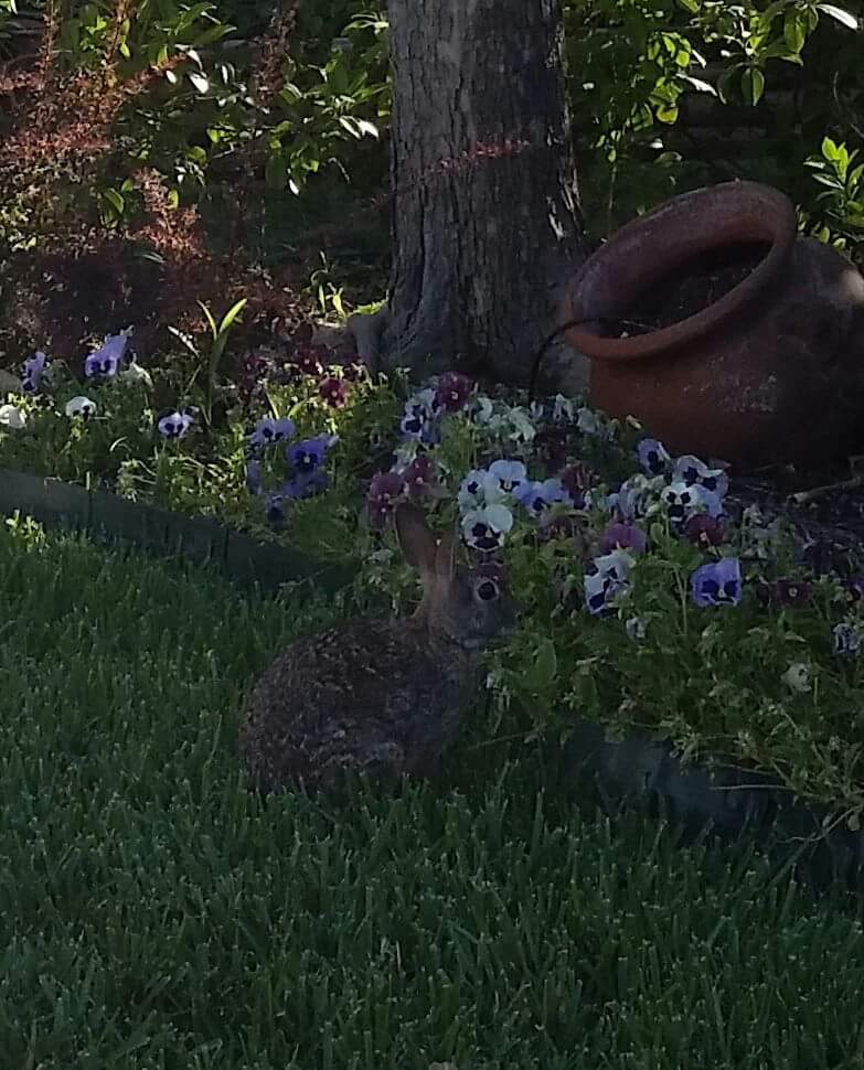 Bunny in the yard.jpg
