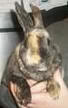 bunny.jpg