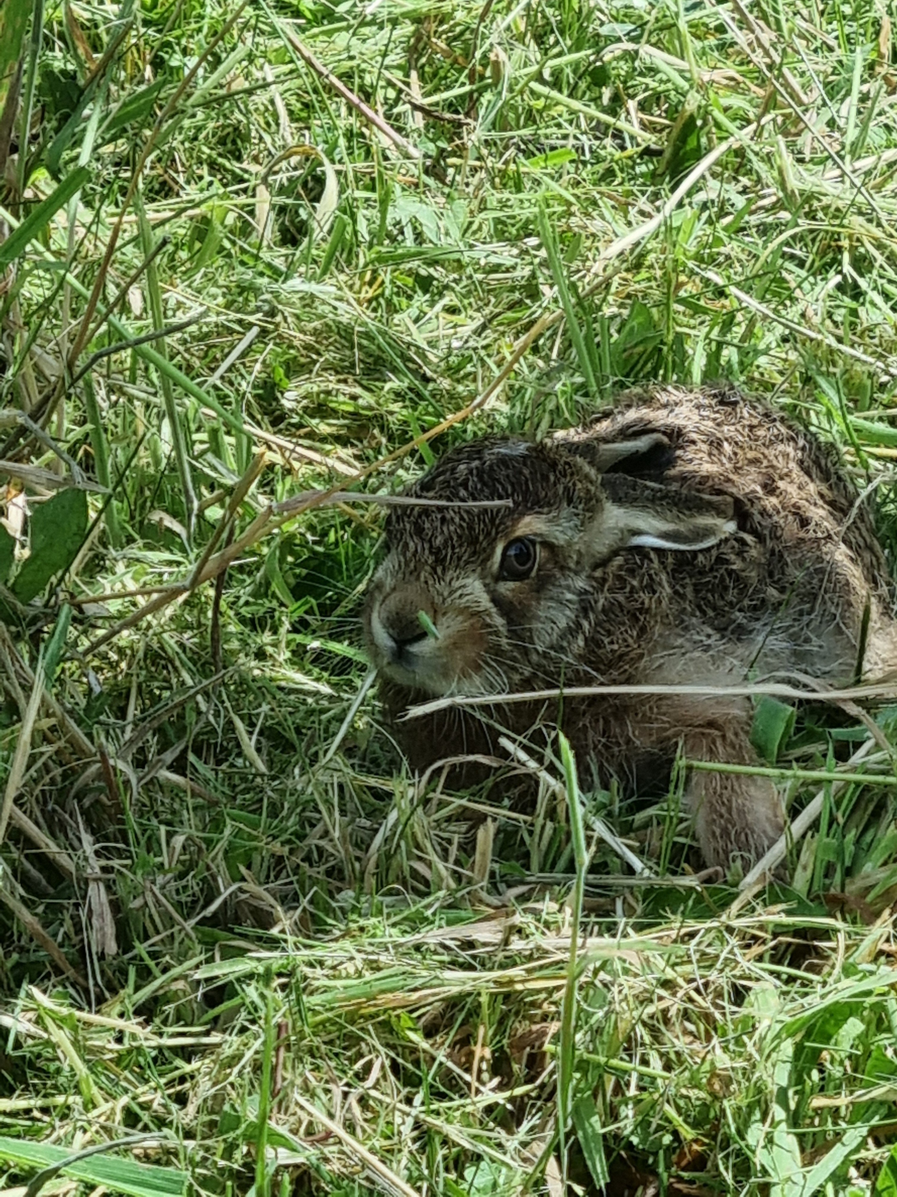 Bunny1.jpg