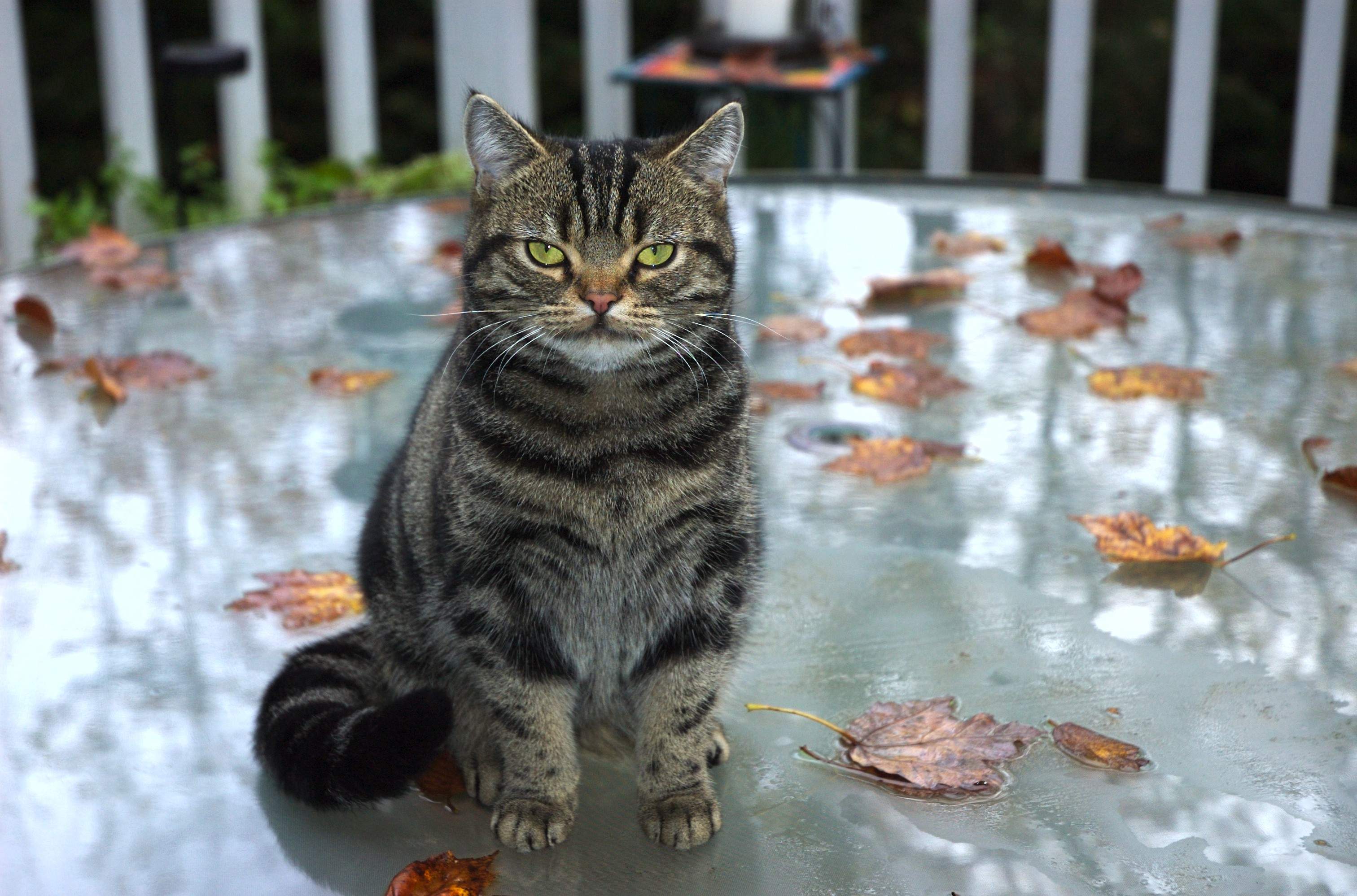 BunnyDoesn'tLikeWet Leaves_KaraLee.jpg