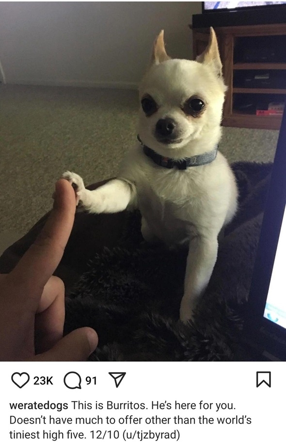 burritos dog.jpg