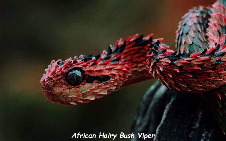 bush viper.jpg