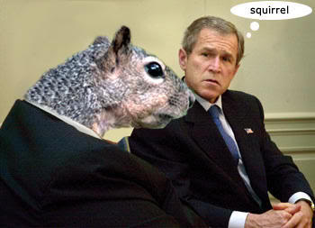 bushandsquirrel.jpg
