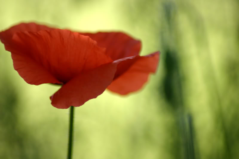 butterflower.jpg