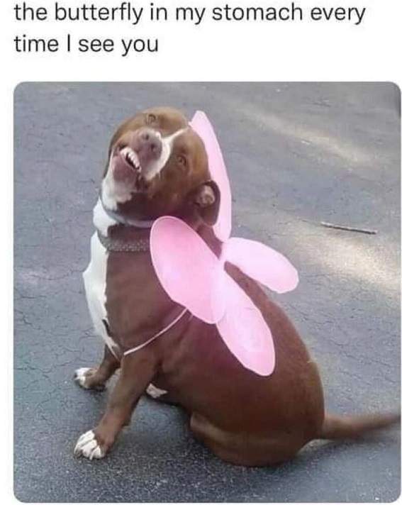 butterfly dog.jpg
