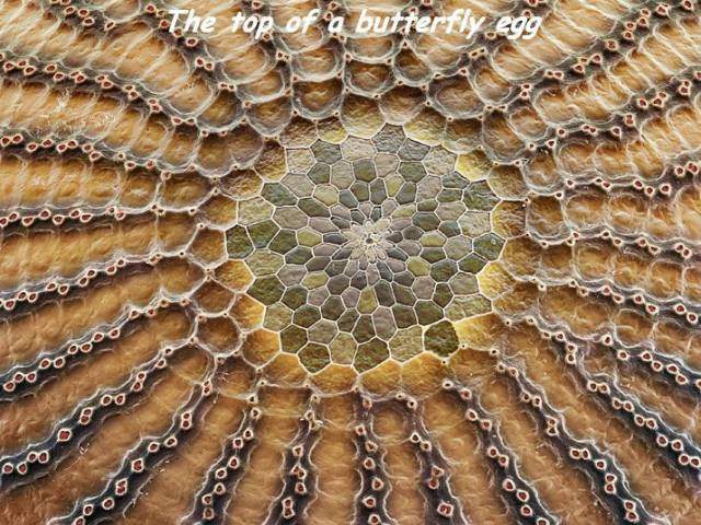 butterfly egg.jpg
