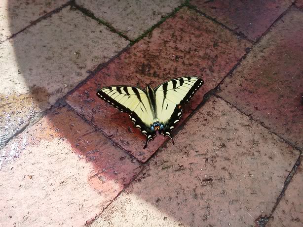 butterfly.jpg