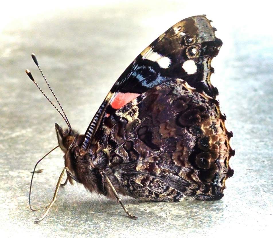 Butterfly.jpg