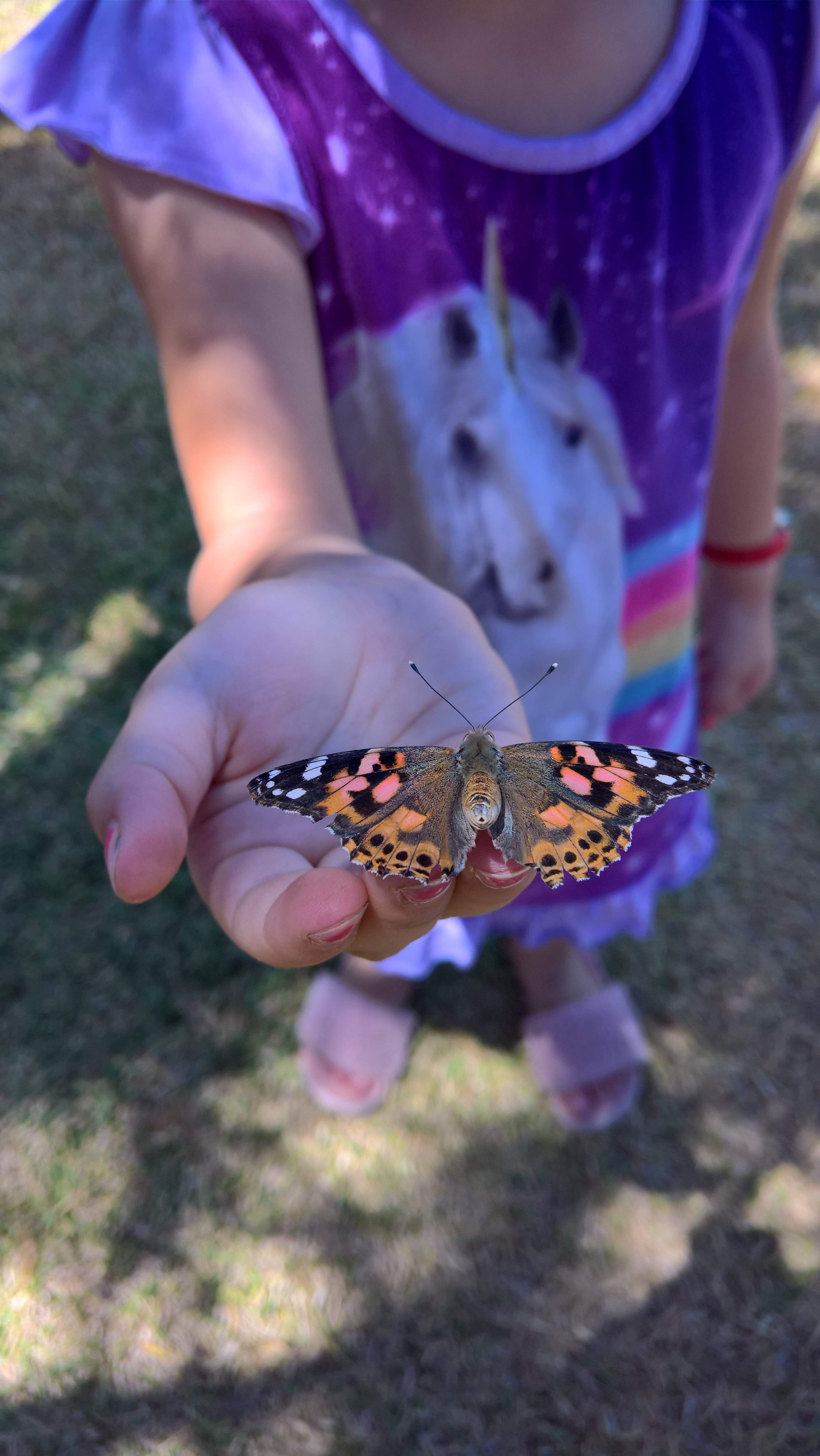 butterfly.jpg