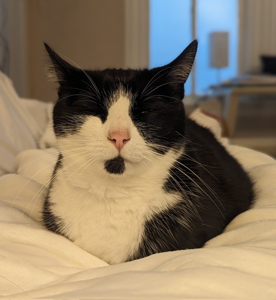 bw cat bed.jpg