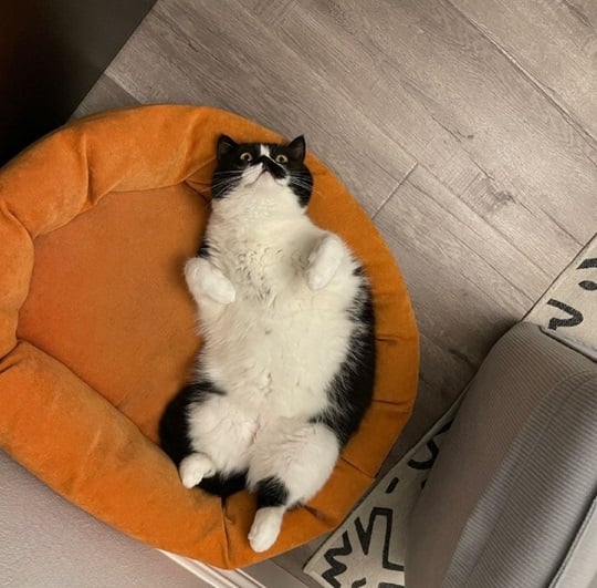 bw cat belly.jpg