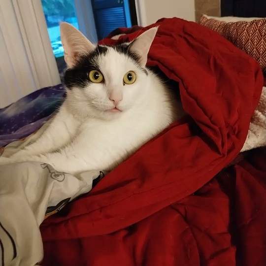 bw cat blanket.jpg