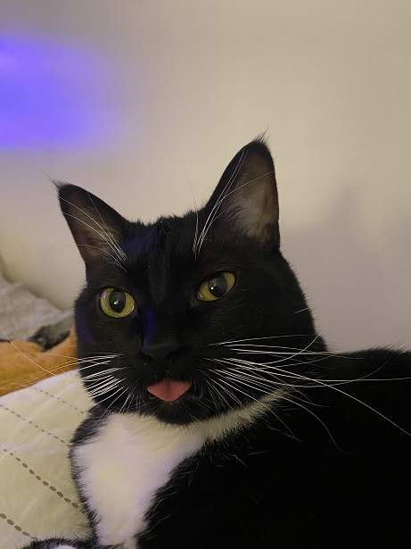bw cat blep.jpg