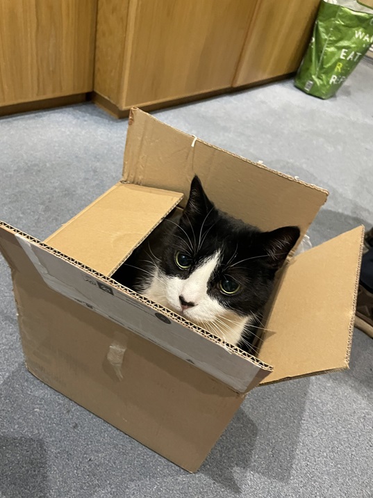 bw cat box 2.jpg