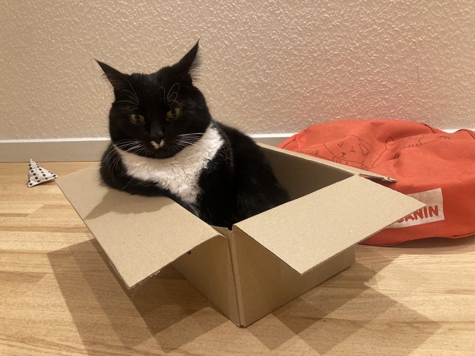bw cat box 3.jpg