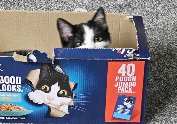 bw cat box.jpg