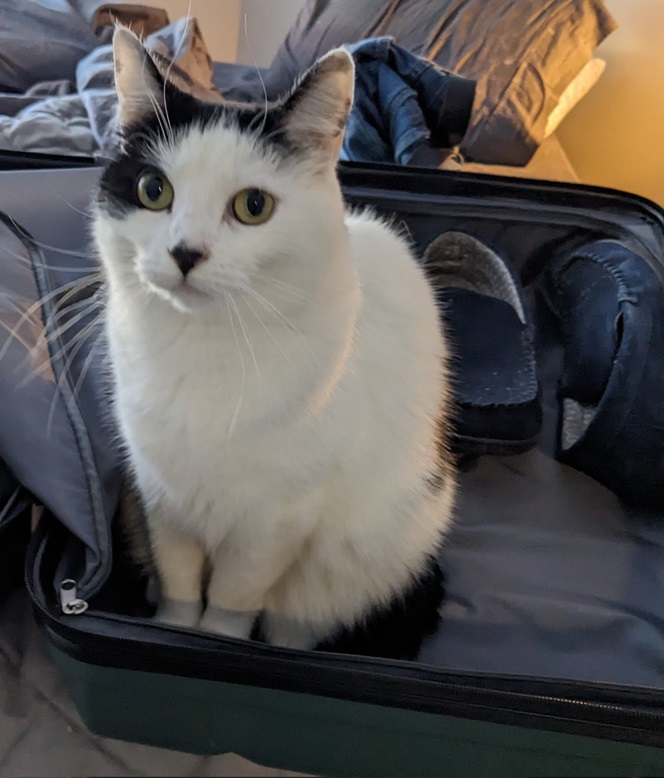 bw cat case.jpg
