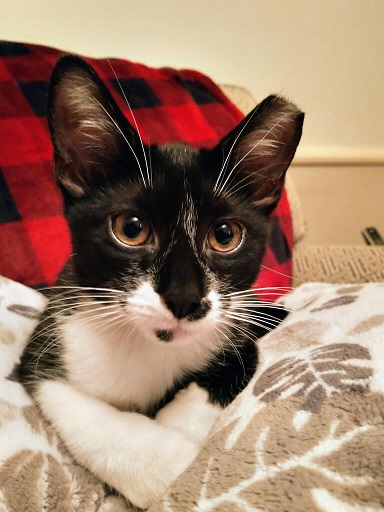 bw cat close 2.jpg