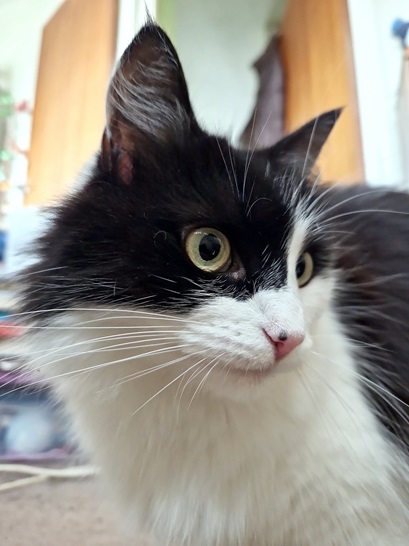 bw cat close 2.jpg