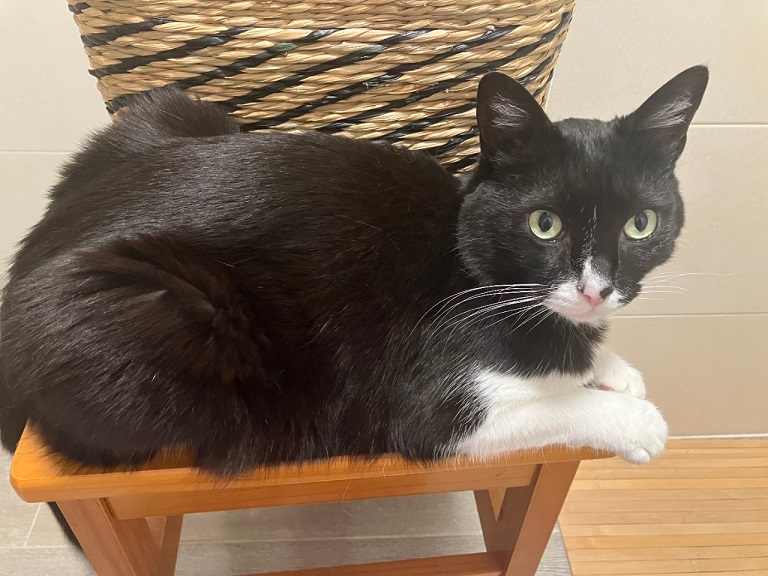 bw cat close.jpg