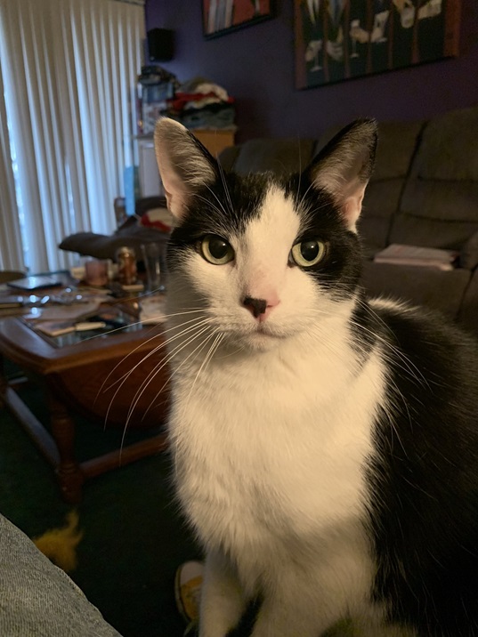 bw cat close.jpg