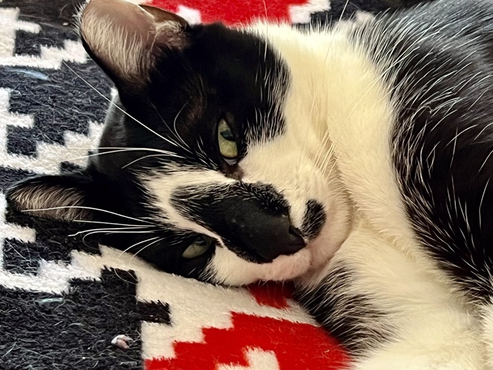 bw cat close.jpg